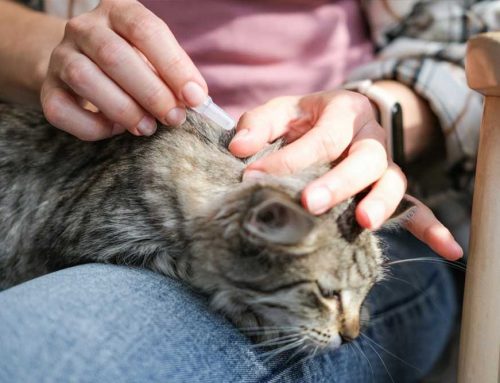 How Do Indoor Cats Get Fleas and Worms Without Going Outside?