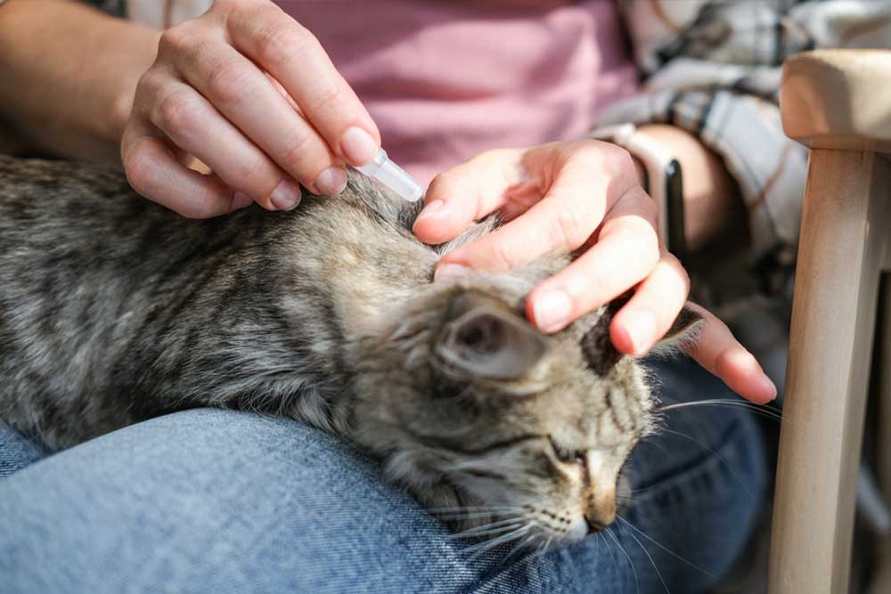 Gray and brown striped cat resting on a person’s lap while liquid flea medication is applied to the back of its neck with a plastic applicator.