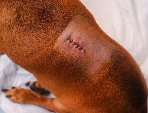 How Fast Does IVDD Progress, and Can My Dog Avoid Surgery?