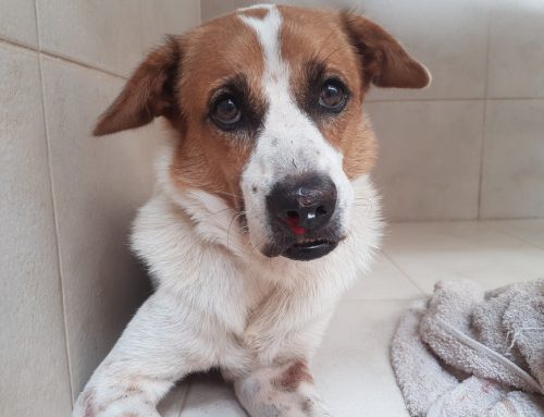 Why Would My Pet’s Immune System Attack Its Own Blood?