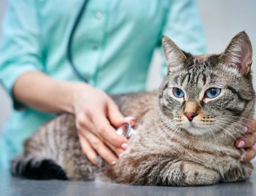 How Long Can a Dog or Cat Live With Congestive Heart Failure?