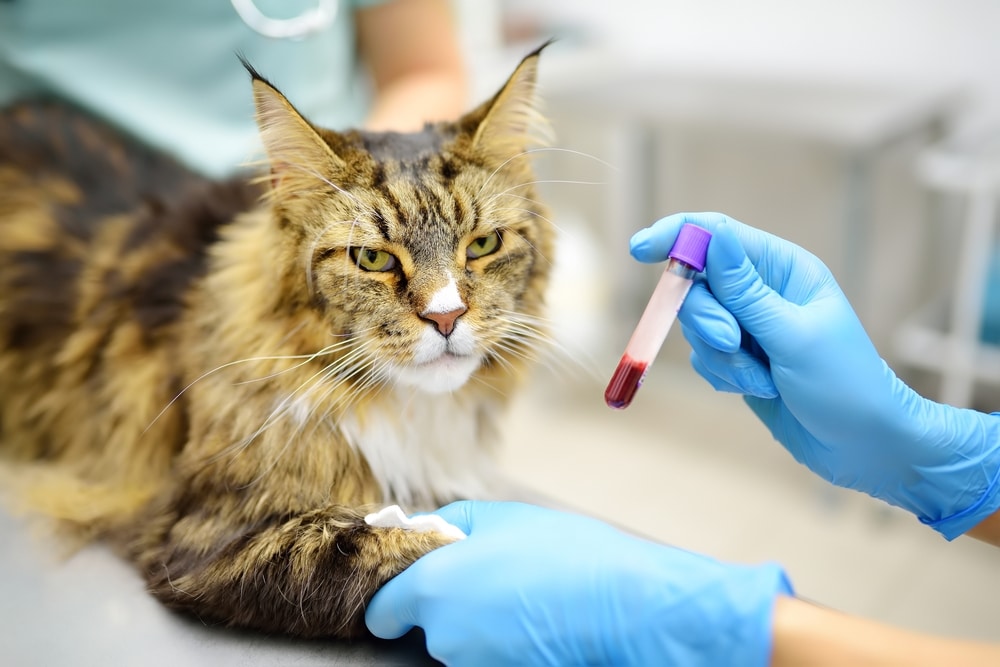 Veterinarian collecting a blood sample from a cat for diagnostic testing.