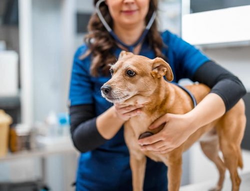 Why Does Timing Matter With Swollen Lymph Nodes in Pets?