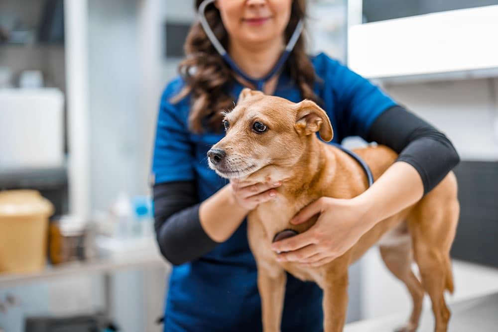 Veterinarian examining and gently holding a dog during a veterinary checkup at an animal clinic.