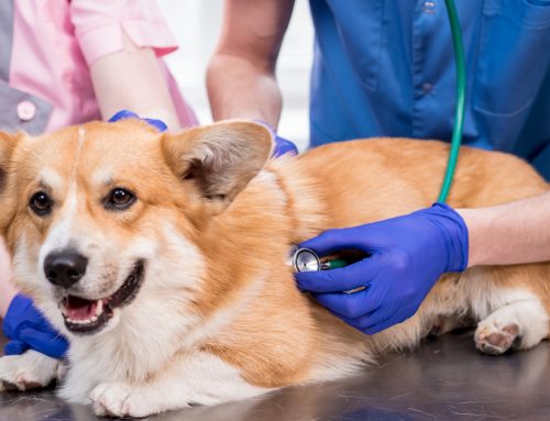 Why Do Your Pet’s Veterinary Needs Change as They Age?