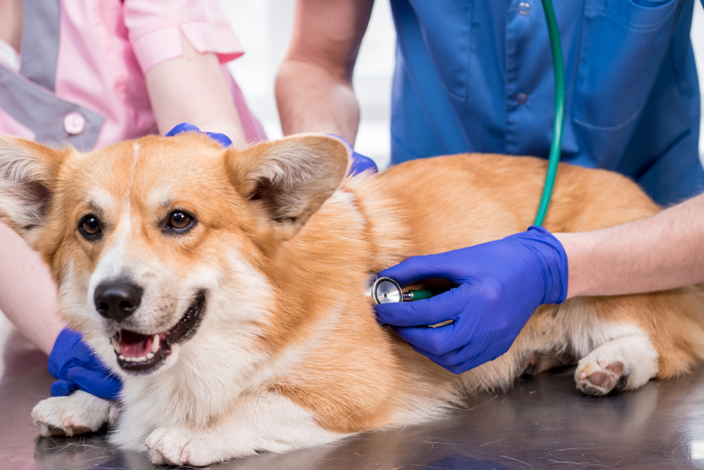 Veterinarians examining a sick Corgi during a veterinary checkup