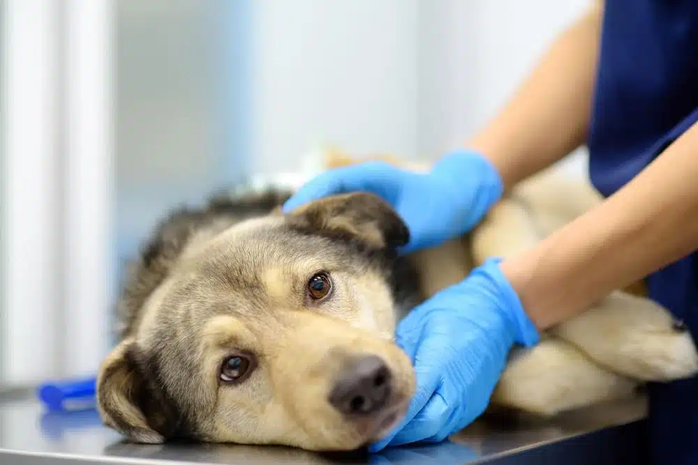 Veterinarian wearing protective gloves examining a shepherd dog during a veterinary health examination.