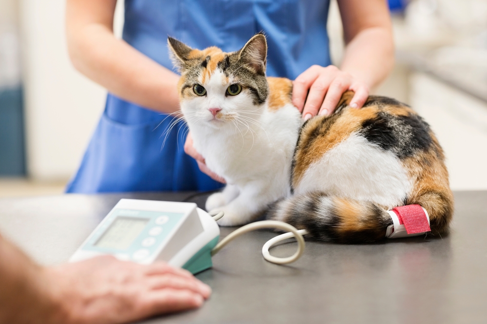 Cat receiving a health check from a veterinarian