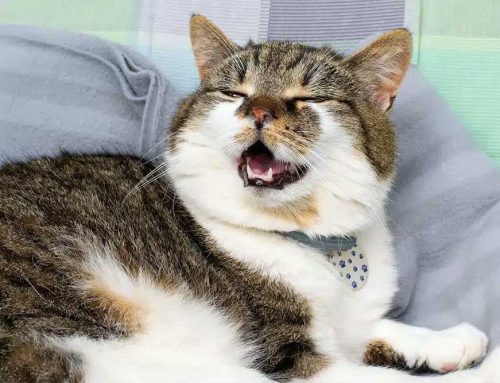 Which Breathing Problems in Pets Cannot Wait Until Morning?