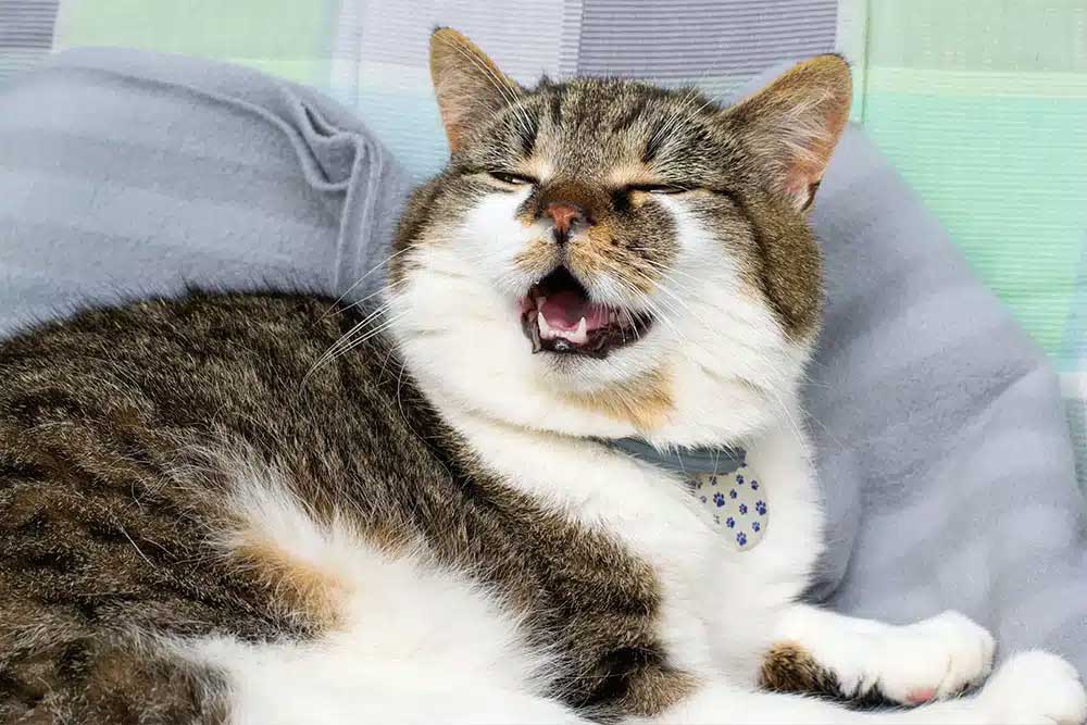 A brown and white domestic tabby cat with its mouth open, while resting on a grey cushion.