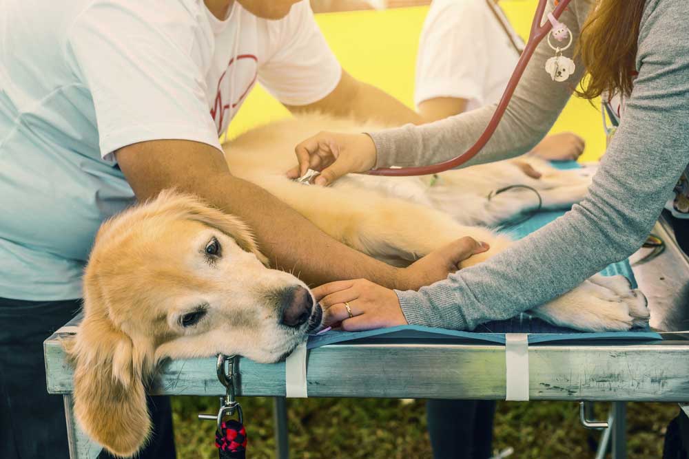 A Golden Retriever lying on an examination table while a veterinary team checks its vitals with a stethoscope.